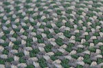 DEFINED CARPET dywan ogrodowy green